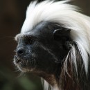 haare