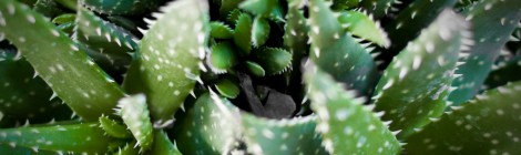 Aloe Vera für empfindliche Männer Haut
